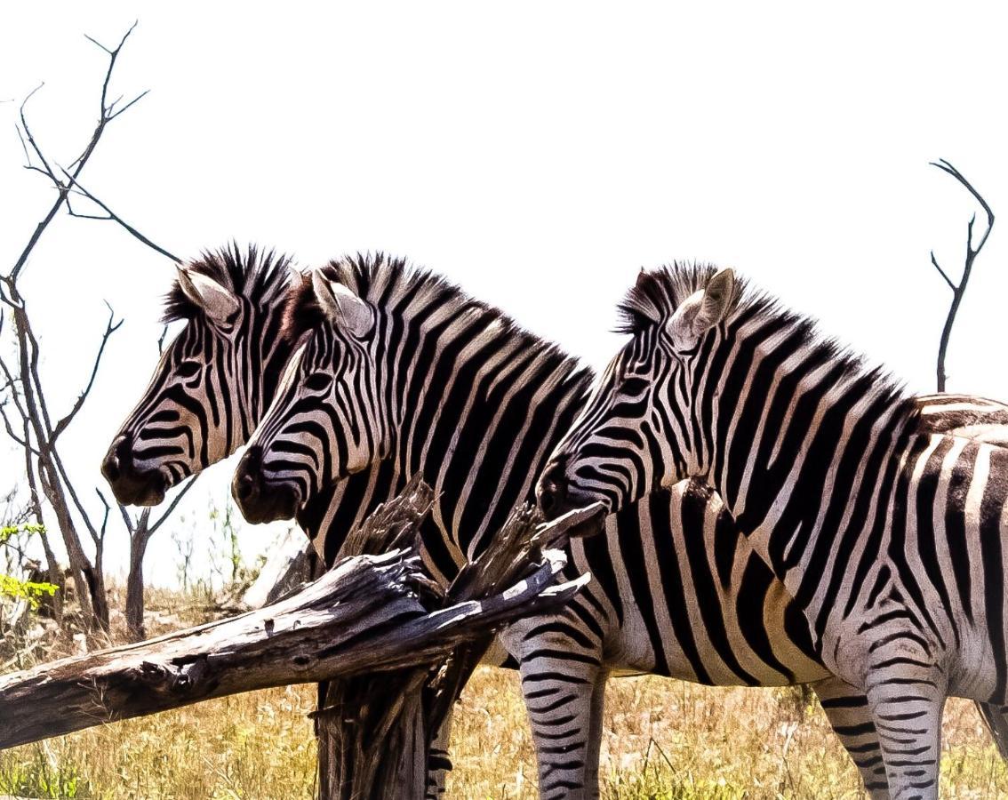 Muweti Bush Lodge Grietjie Game Reserve Zewnętrze zdjęcie