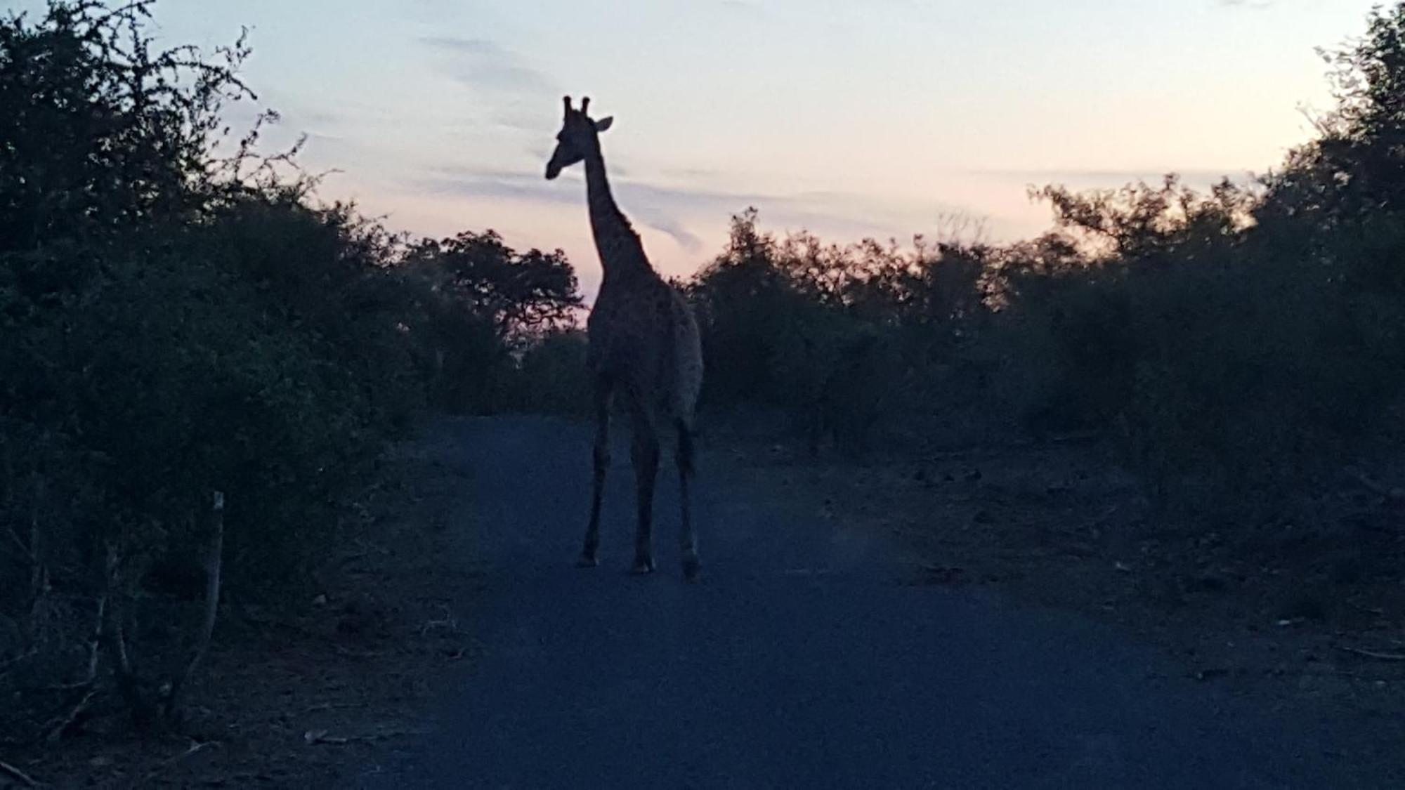 Muweti Bush Lodge Grietjie Game Reserve Zewnętrze zdjęcie