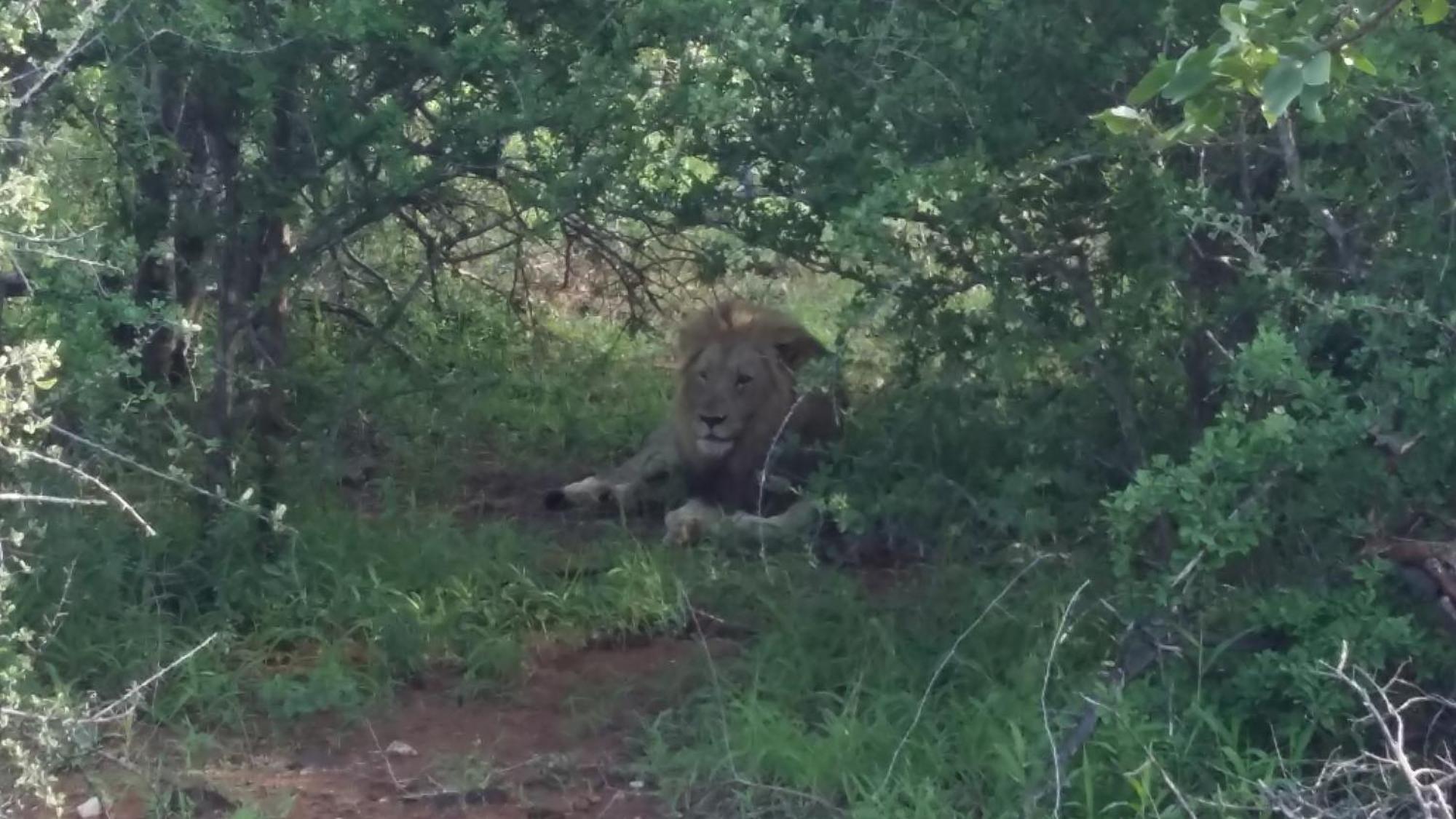 Muweti Bush Lodge Grietjie Game Reserve Zewnętrze zdjęcie