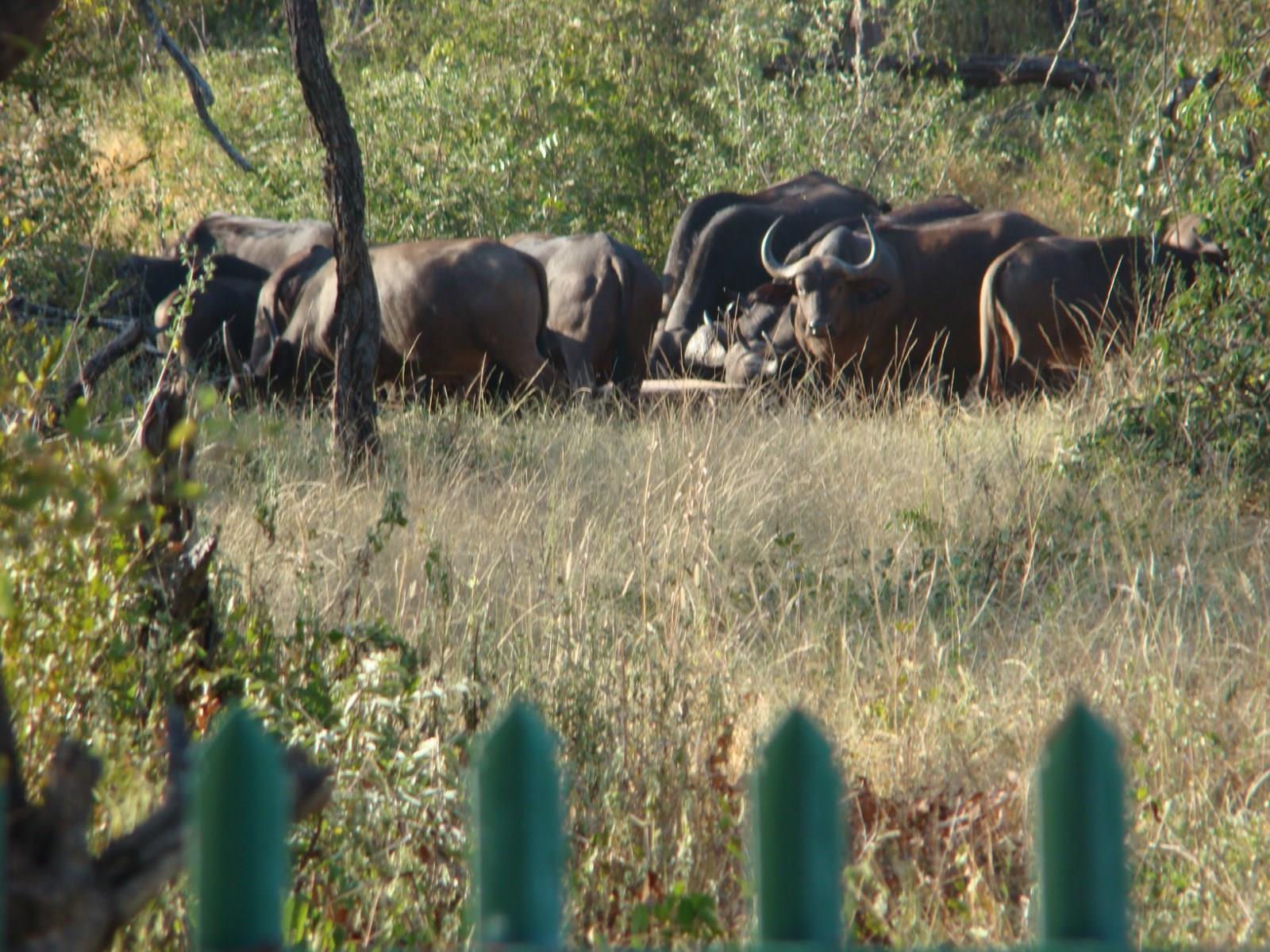 Muweti Bush Lodge Grietjie Game Reserve Zewnętrze zdjęcie