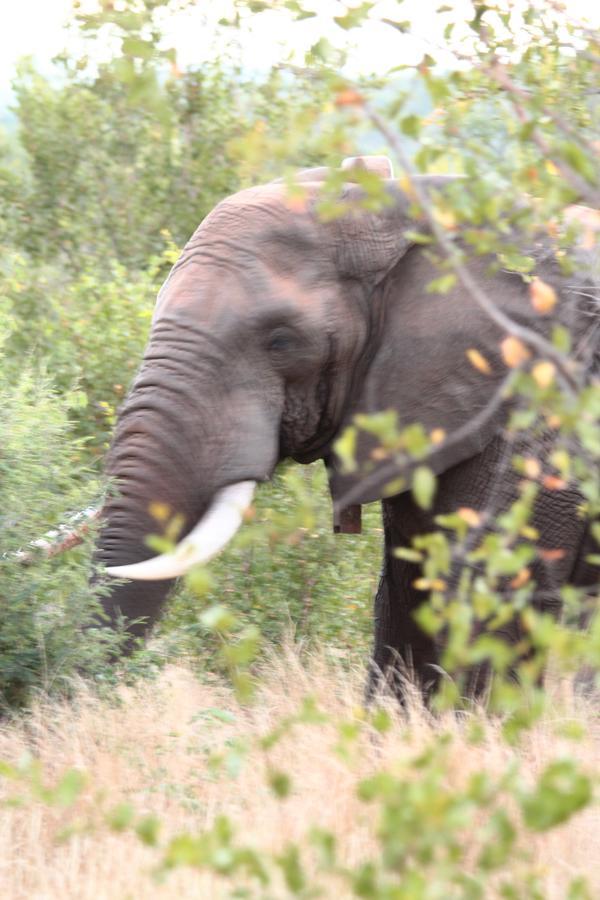 Muweti Bush Lodge Grietjie Game Reserve Zewnętrze zdjęcie