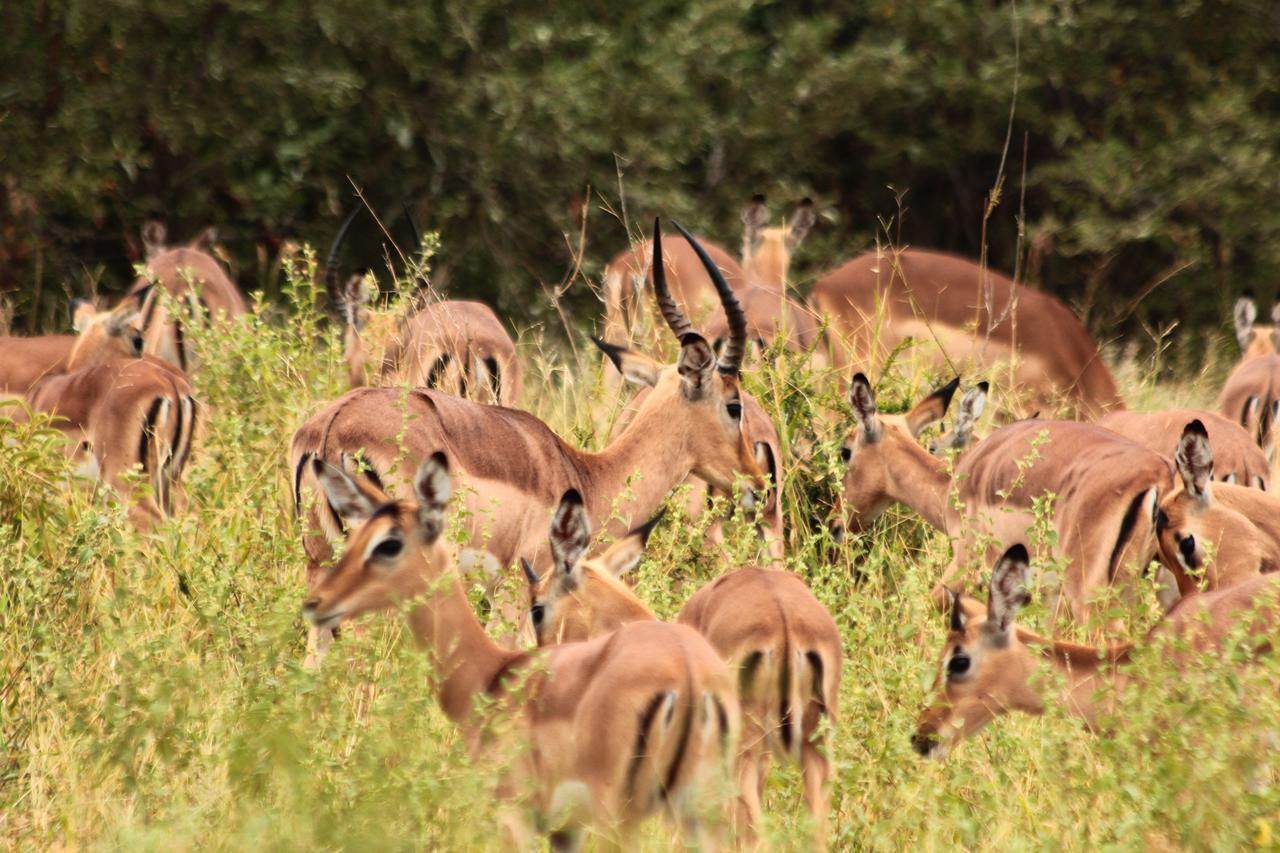 Muweti Bush Lodge Grietjie Game Reserve Zewnętrze zdjęcie