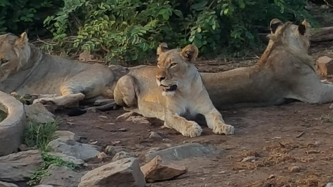 Muweti Bush Lodge Grietjie Game Reserve Zewnętrze zdjęcie